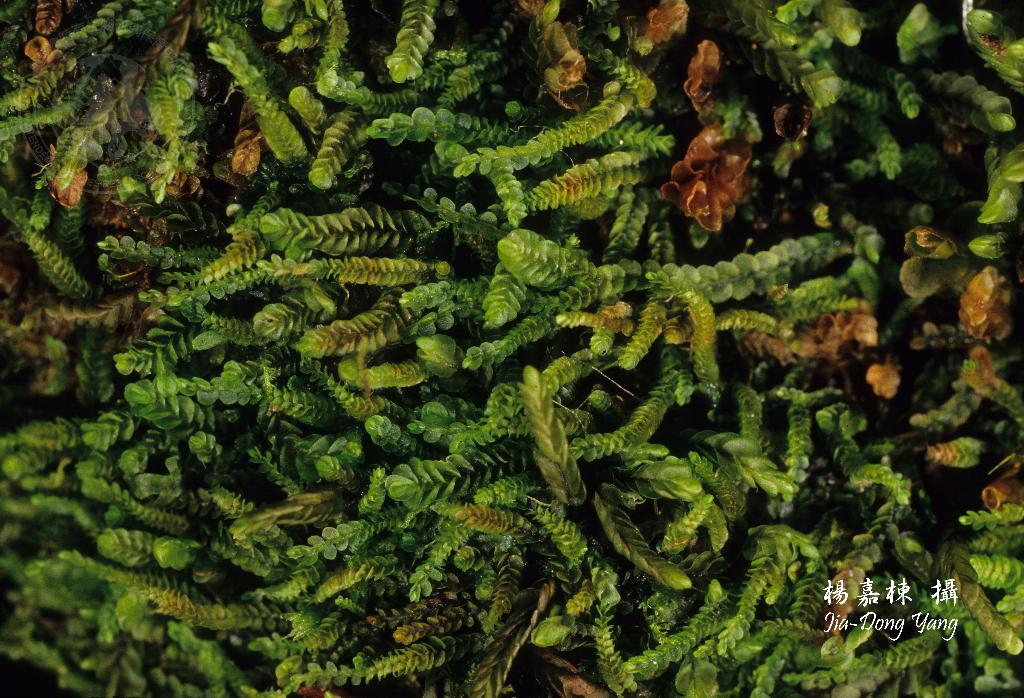 Представитель Семейства Jackiellaceae
